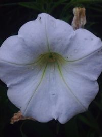 Close-up of white flower