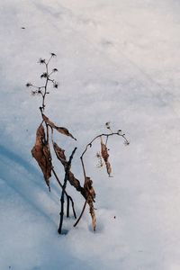 High angle view of dead tree on snow field