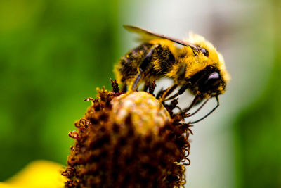 Close-up of insect on flower