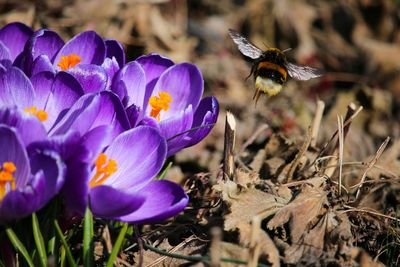 Close-up of purple flowers blooming outdoors