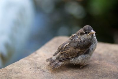 Close-up side view of a bird