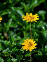 Close-up of yellow flower