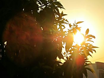 Sun shining through trees