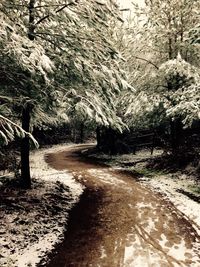 Empty road passing through trees