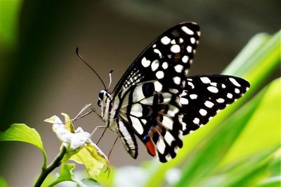 Close-up of butterfly pollinating on flower