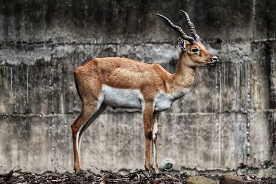 Portrait of deer standing against wall