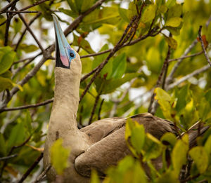 Close-up of bird perching on branch