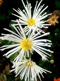 Close-up of white flowers blooming in garden