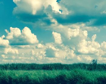 Scenic view of agricultural field against sky