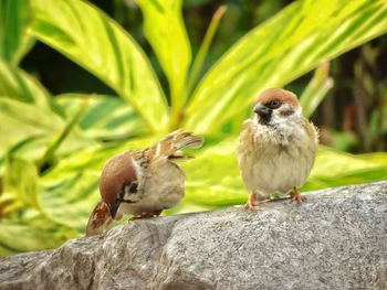 Close-up of birds perching on rock