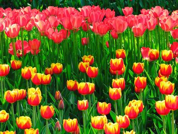 Close-up of red tulips blooming in field