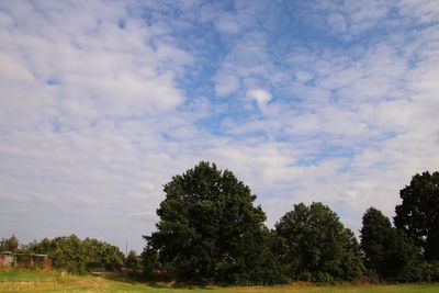 Low angle view of trees on field against sky