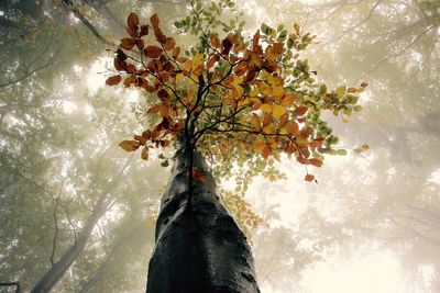 Low angle view of tree against sky