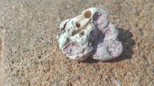 Close-up of seashells