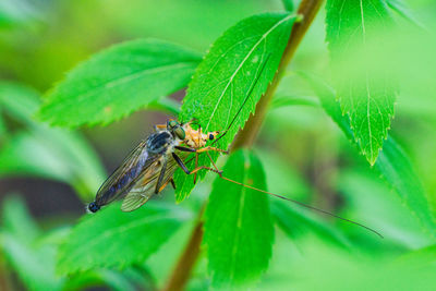 Close-up of insect on plant