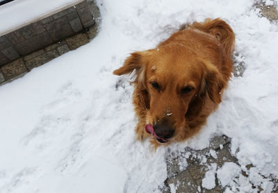 High angle portrait of dog sitting on snow