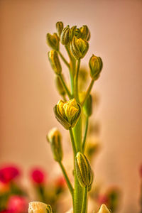 Close-up of yellow flower buds