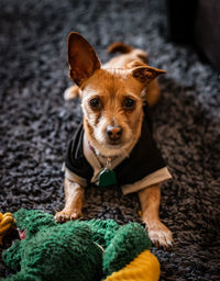 Chihuahua playing with toy