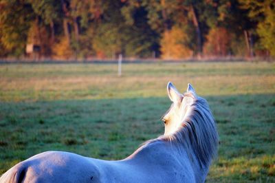 View of a horse on field