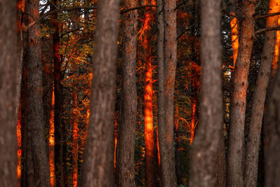 Close-up of autumn trees in forest