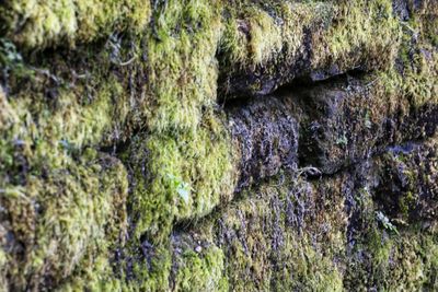 Close-up of moss