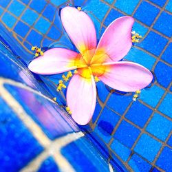 Close-up of flower