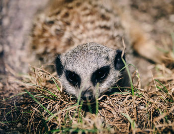 Portrait of meerkat on land