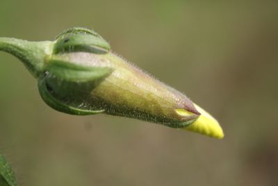 Close-up of bud