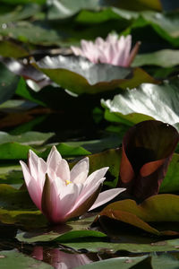 Close-up of lotus water lily in lake