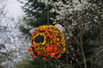 Close-up of orange flower on tree