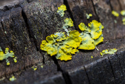 Close-up of yellow leaves on tree trunk