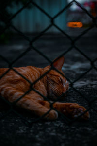 Close-up of cat sleeping