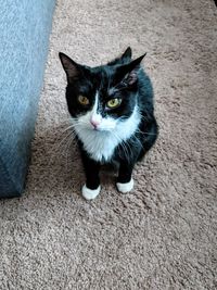 High angle portrait of cat sitting outdoors