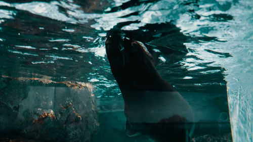 View of turtle swimming in sea