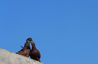 Low angle view of birds perching against clear blue sky