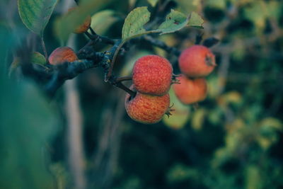 Close-up of rowanberries growing on plants