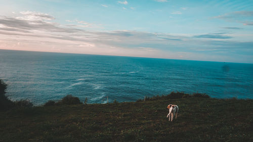 Dog looking at sea against sky