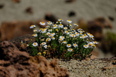 Close-up of flowering plant on rock