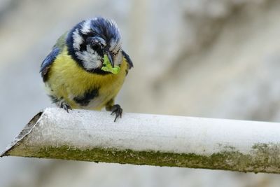 Close-up of bird perching outdoors