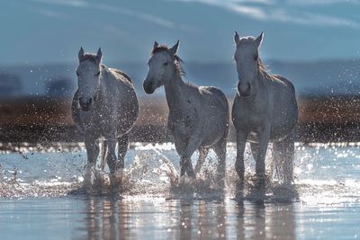 View of birds in water