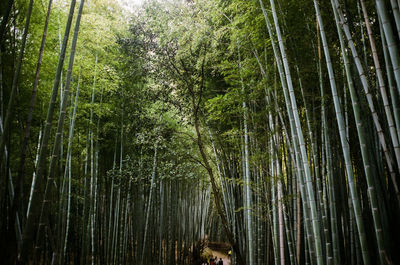 Bamboo trees in forest