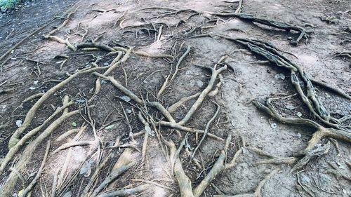 Full frame shot of tree roots
