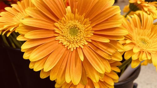 Close-up of yellow flowering plant