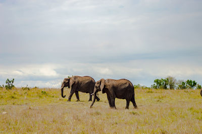 Elephant on field against sky