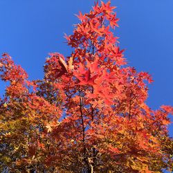 Low angle view of flowering tree against clear blue sky