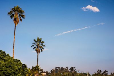 Low angle view of palm trees against blue sky