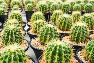 Full frame shot of succulent plants on field