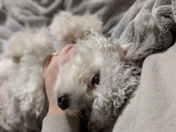 Close-up portrait of puppy