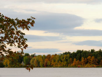 Scenic view of lake amidst trees against sky