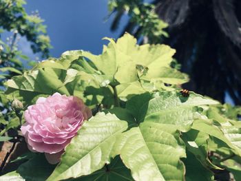 Close-up of flowering plant